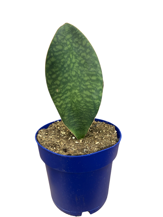 Sanseveria Whale Fin 8" pot (limited stock, only 1 available!)