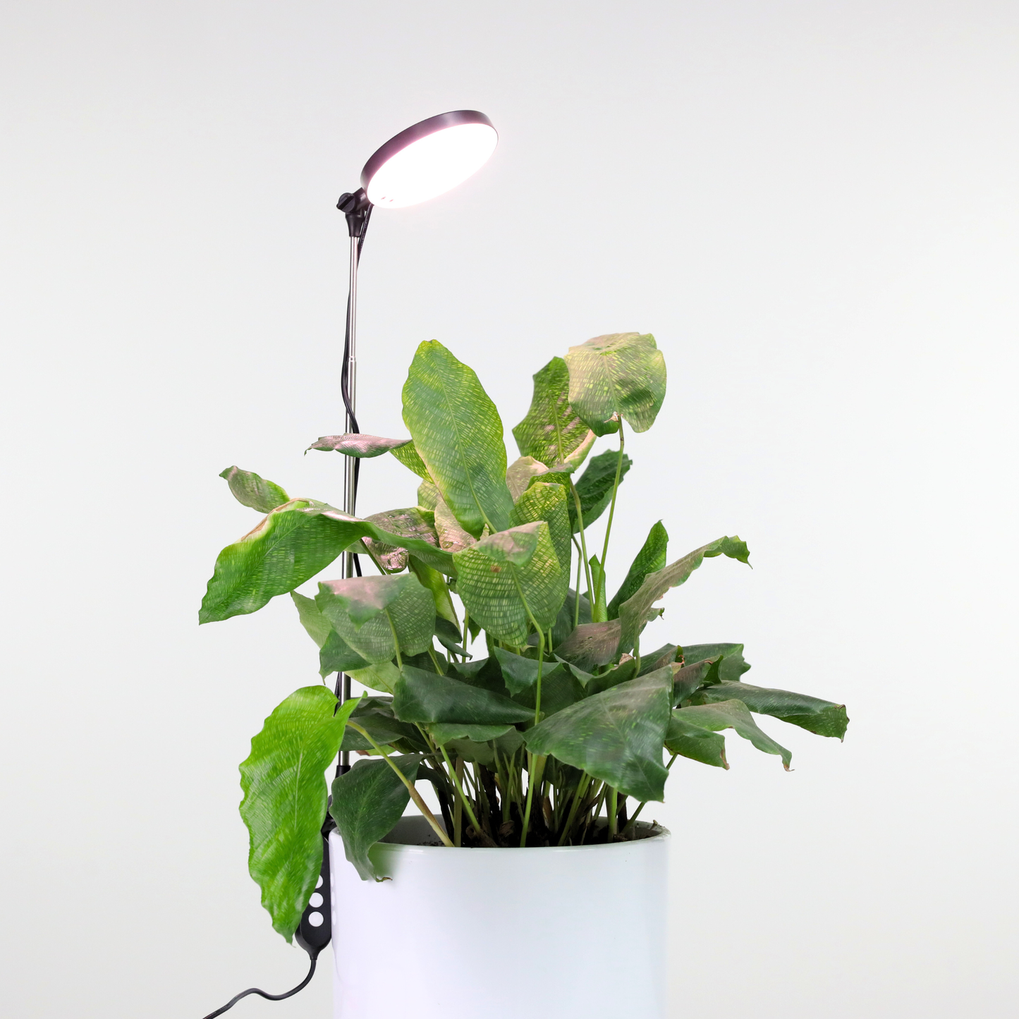 Mossify - Adjustable LED Plant Light