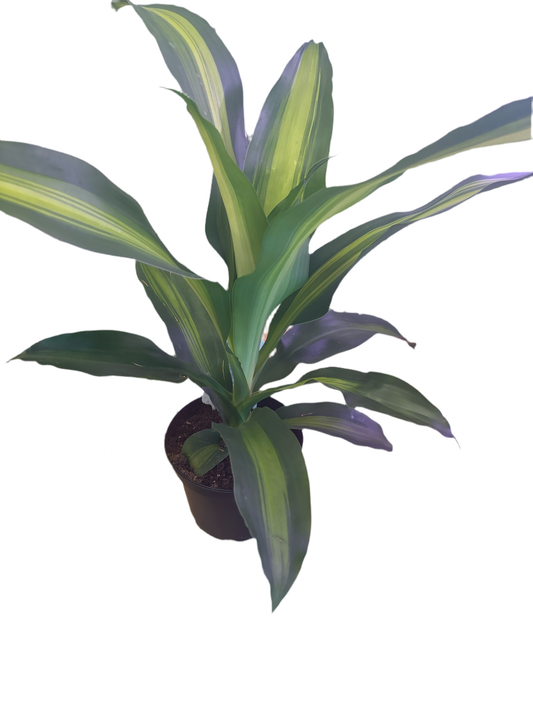 Dracaena - 6" - tropical