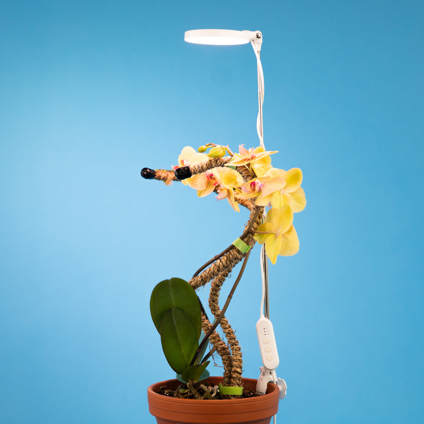 Mossify - Adjustable LED Plant Light