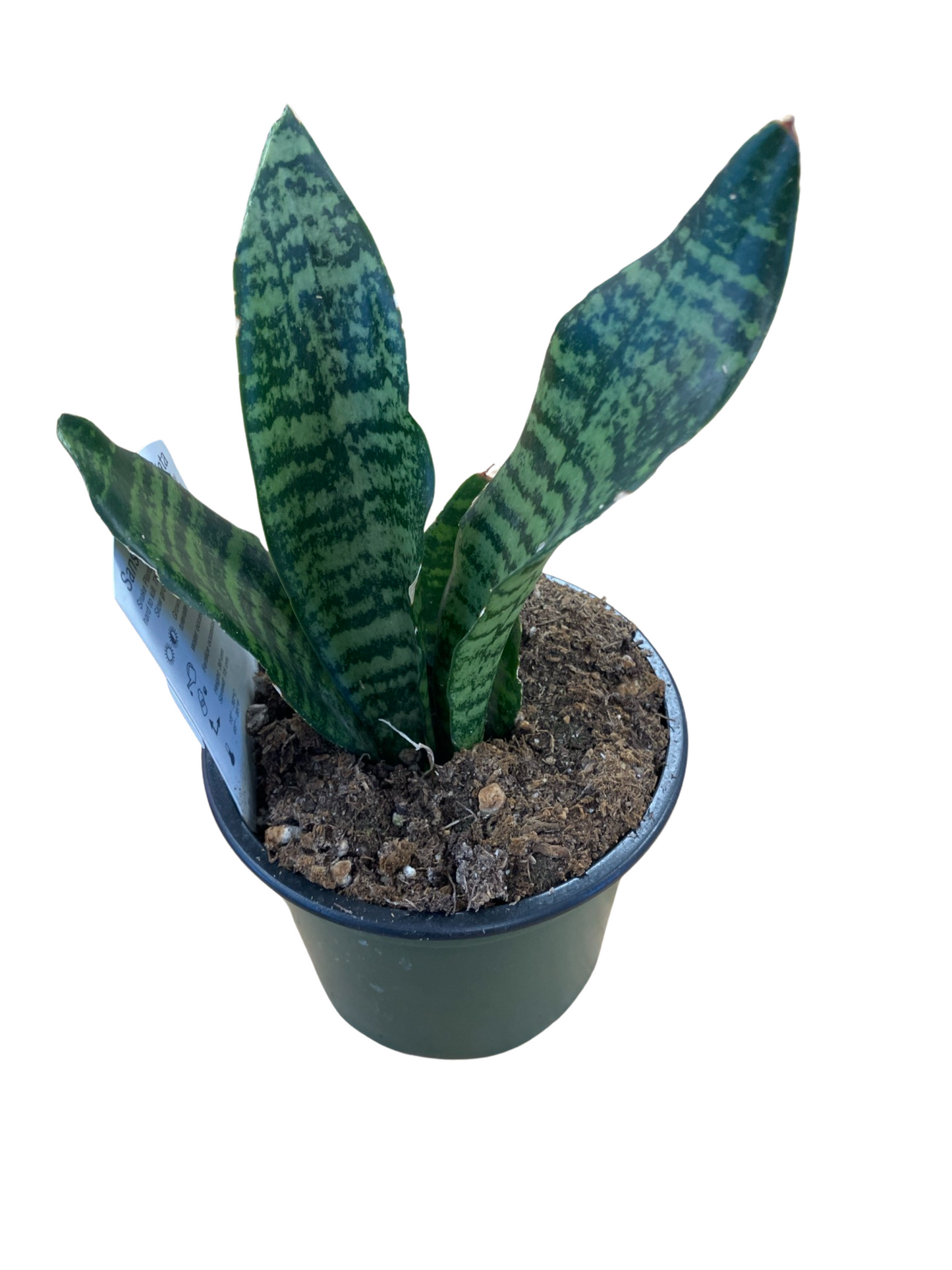 Snake Plant - Robusta - 4"