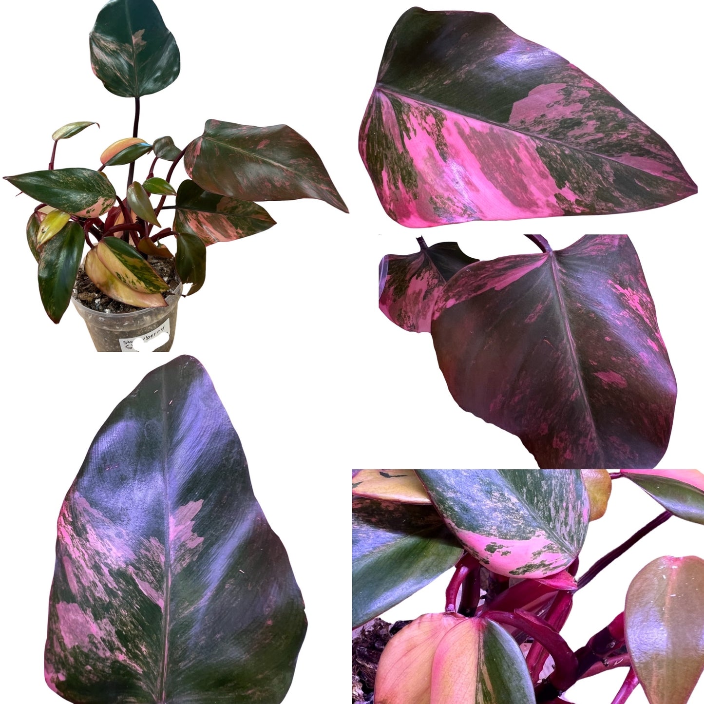 Strawberry Shake Philodendron