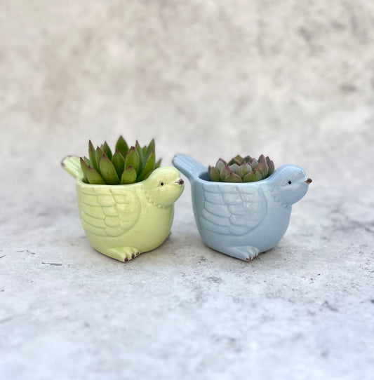 Spring Bird Ceramic with 2" Succulent