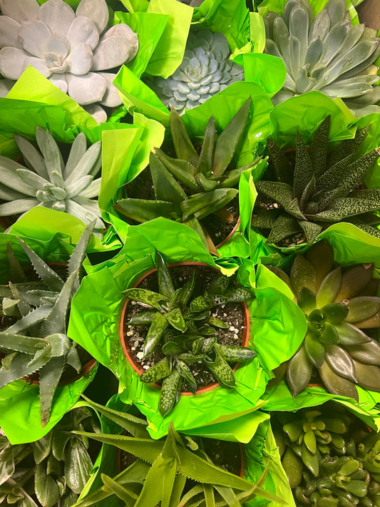 Succulents Assorted 4”