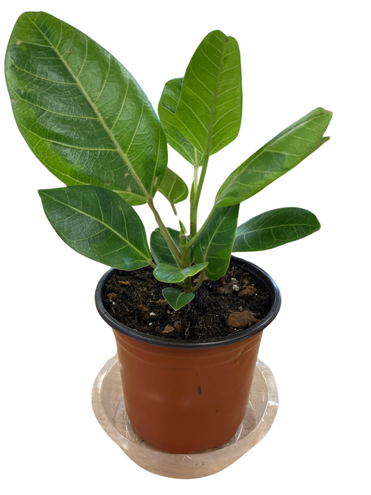 Rubber tree - Altissima Variegated - 4" Pot