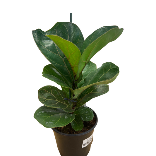 Ficus Lyrata 6”