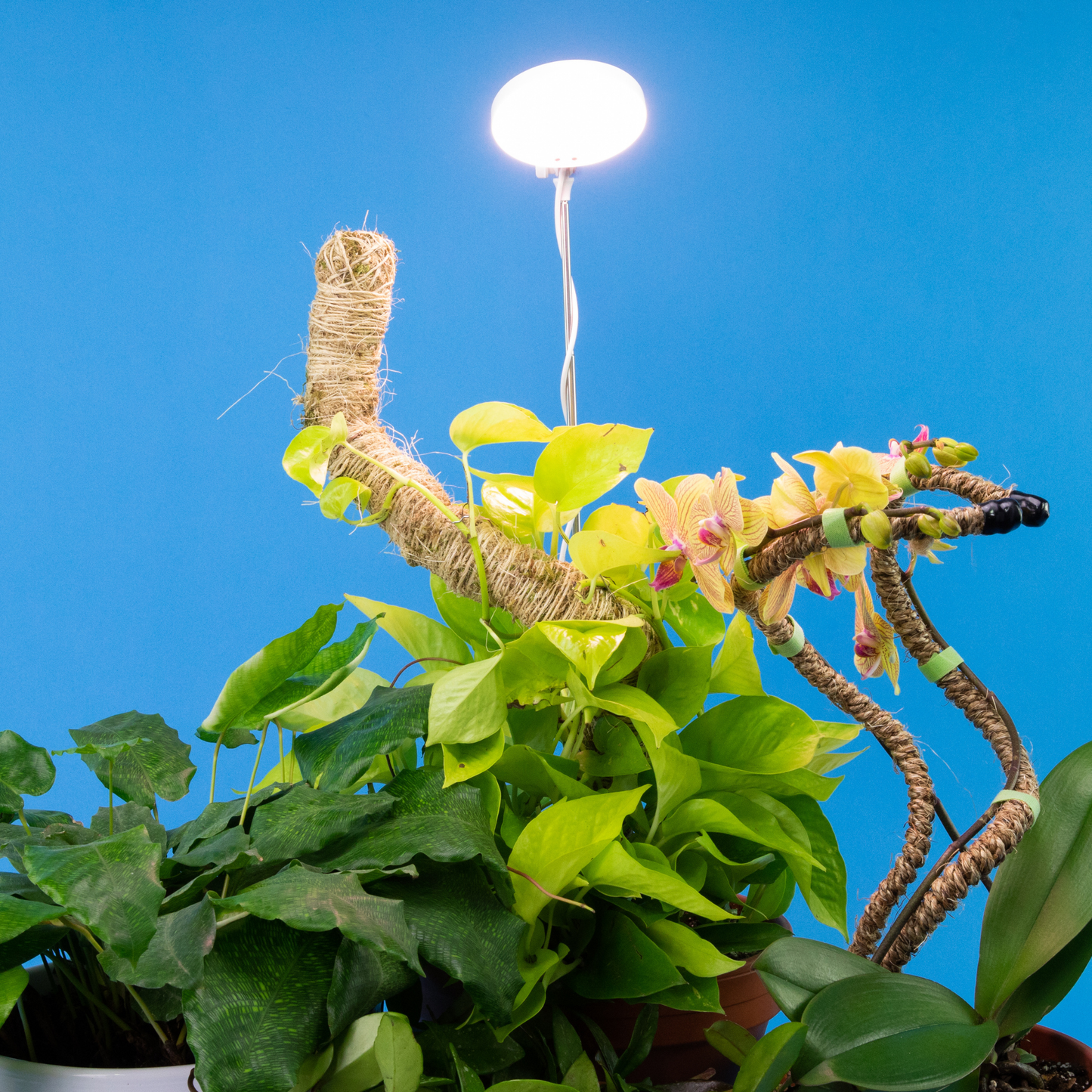 Mossify - Adjustable LED Plant Light