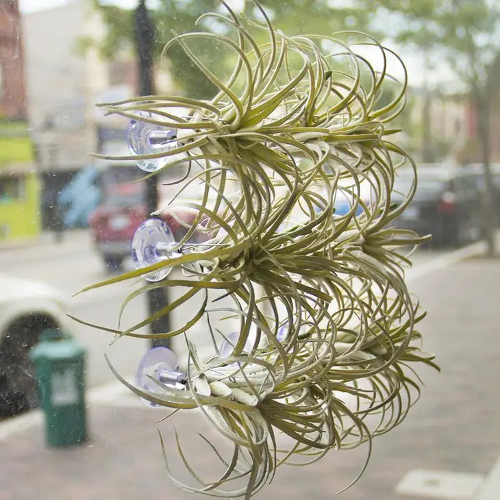 Air Plant Holder - Window Cling