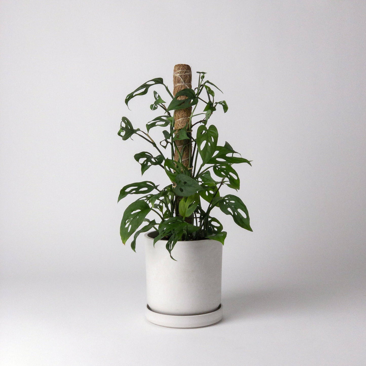 Kanso - Coco Coir Pole - Plant Support (Small) - Not stackable