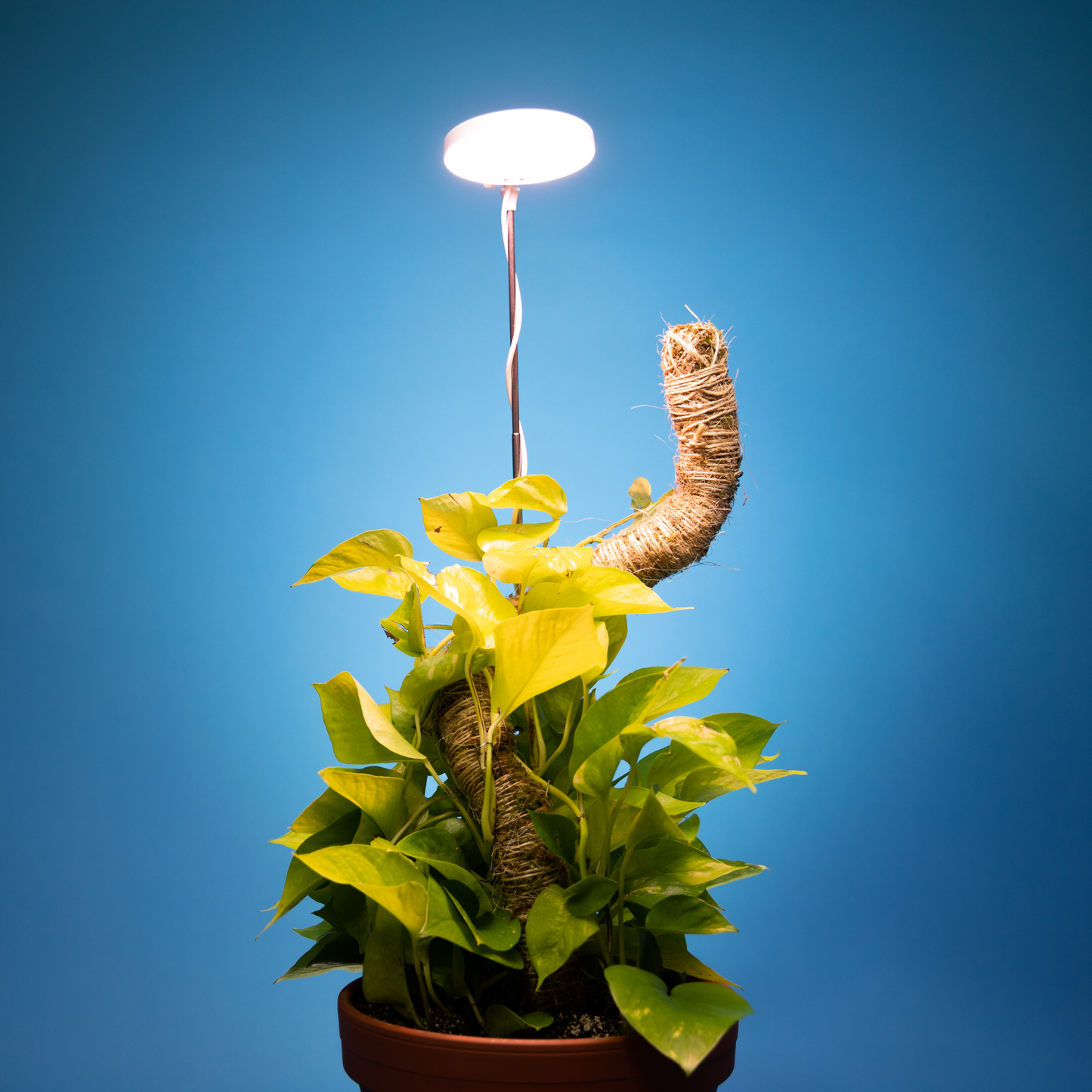 Mossify Adjustable LED Plant Light: Black