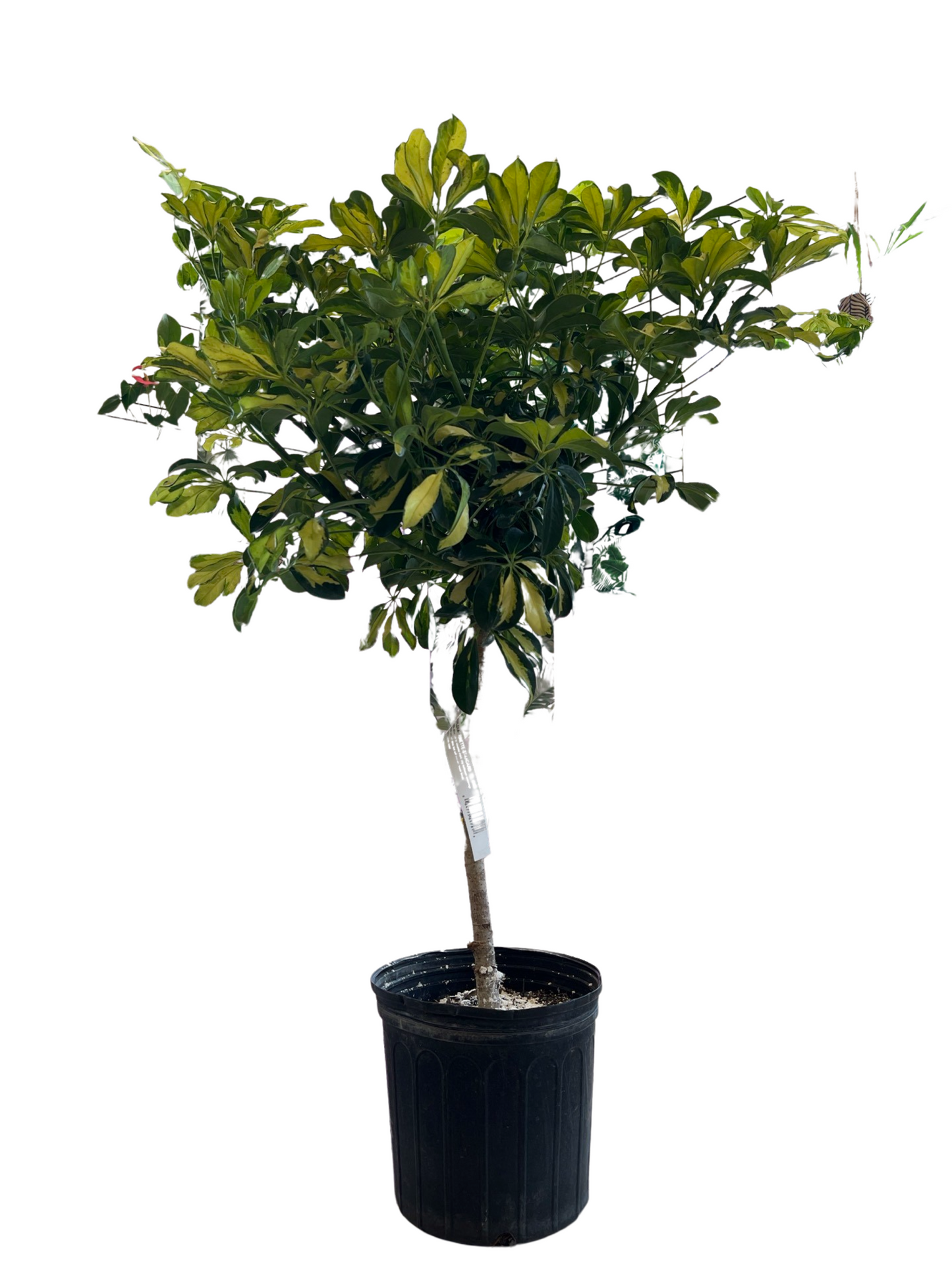 Schefflera Tree (Umbrella Tree) - 3 Gallon, 4' tall