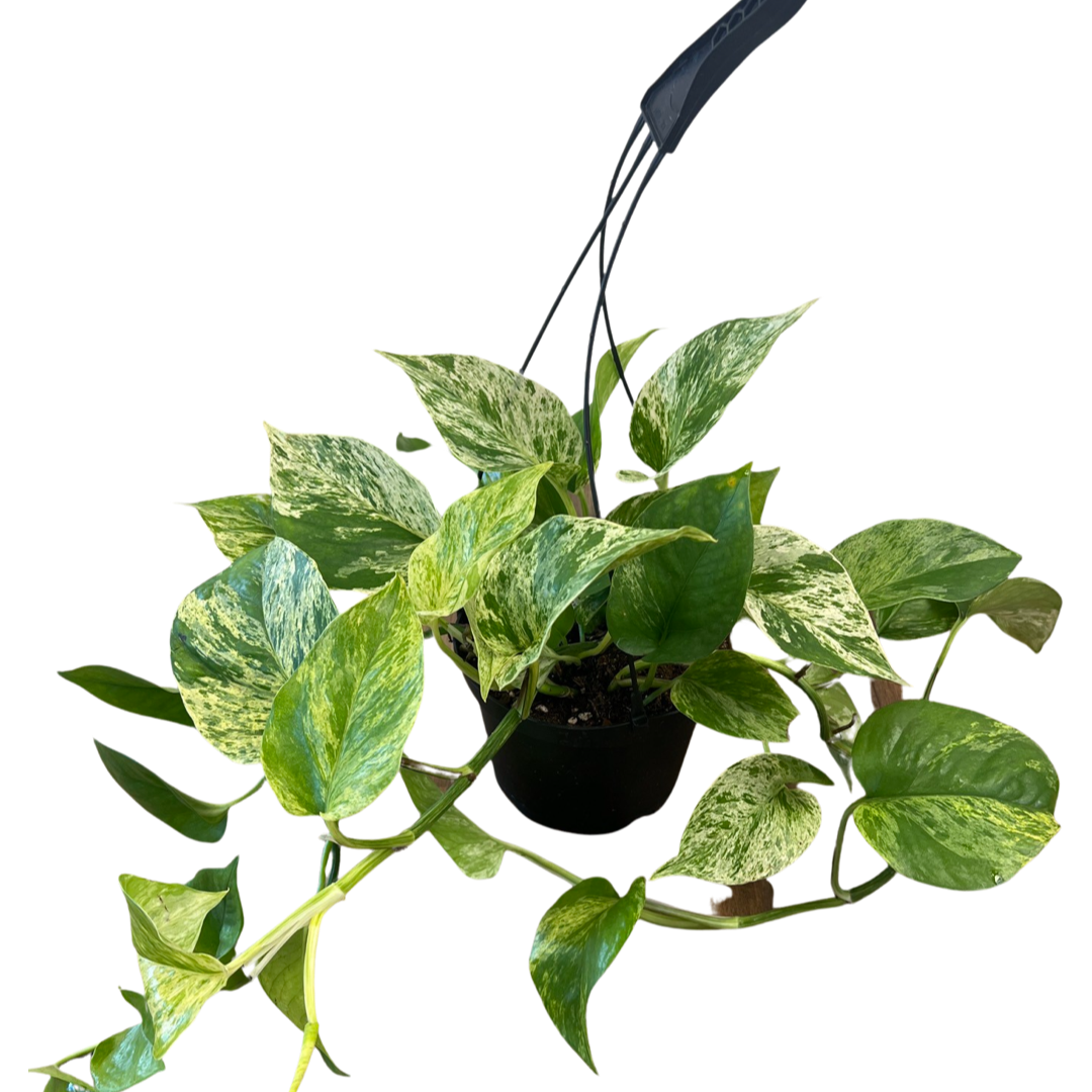 Marble Queen Pothos - Various sizes