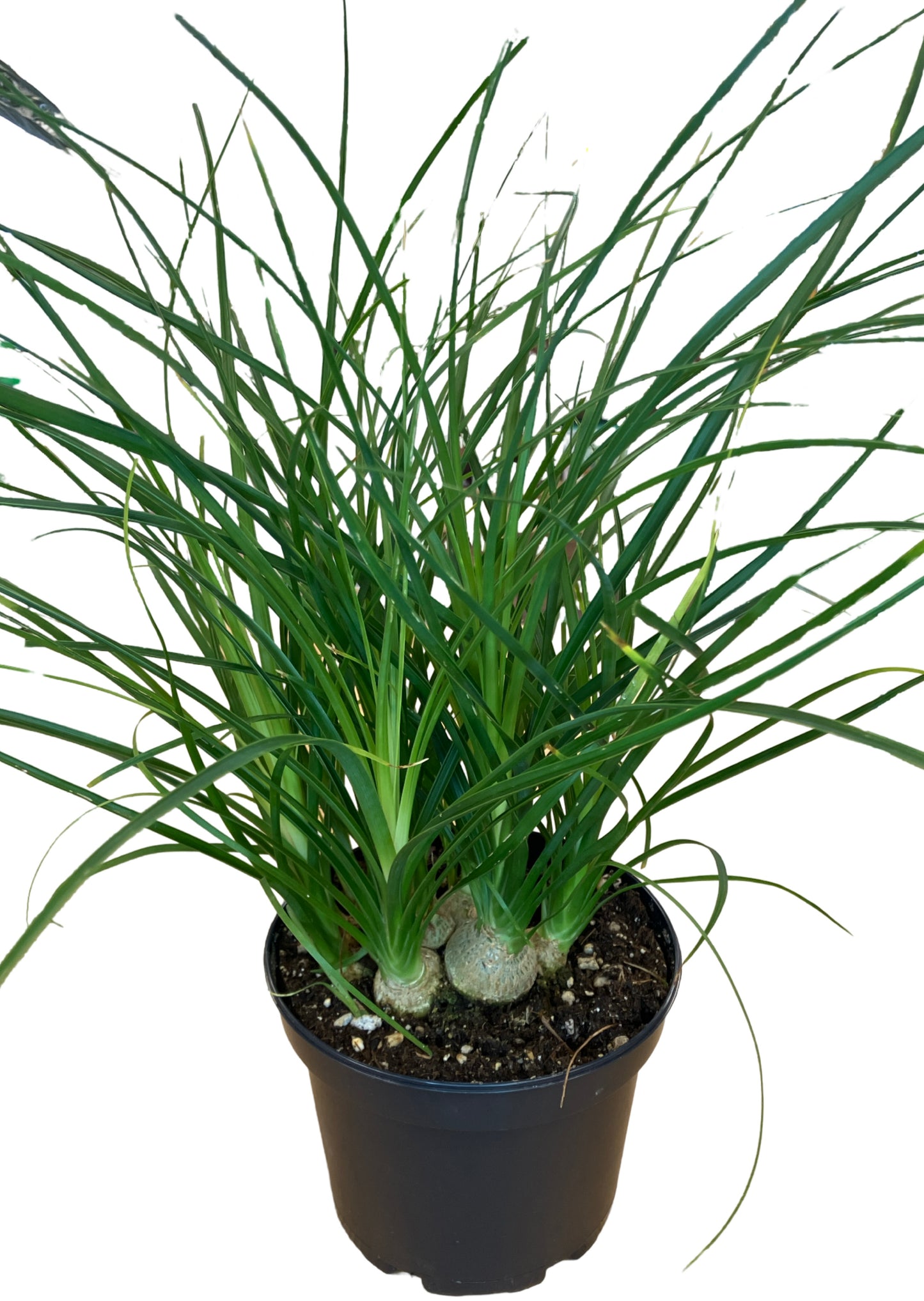 Ponytail Palm