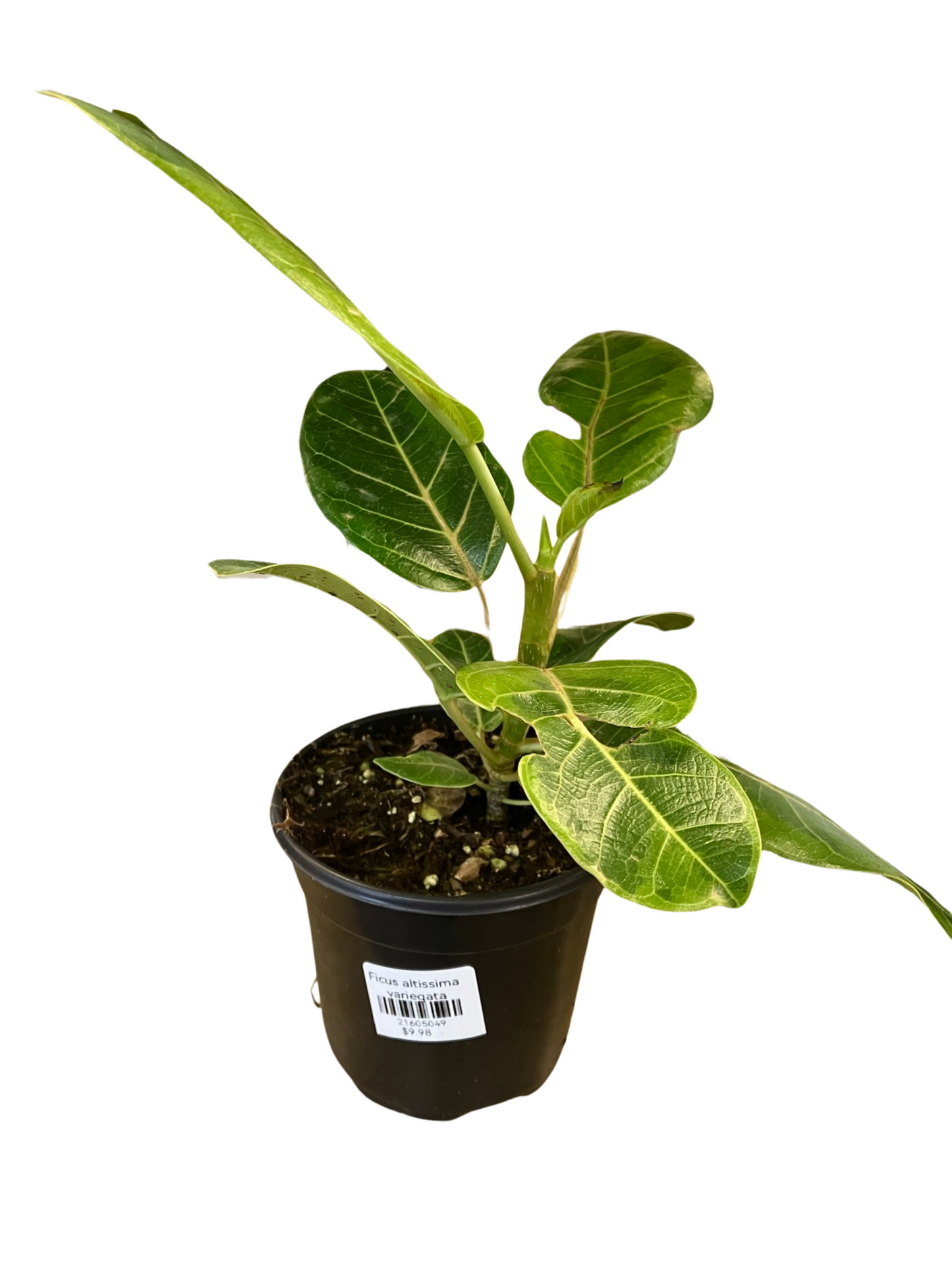 Ficus Altissima Variagata 4"