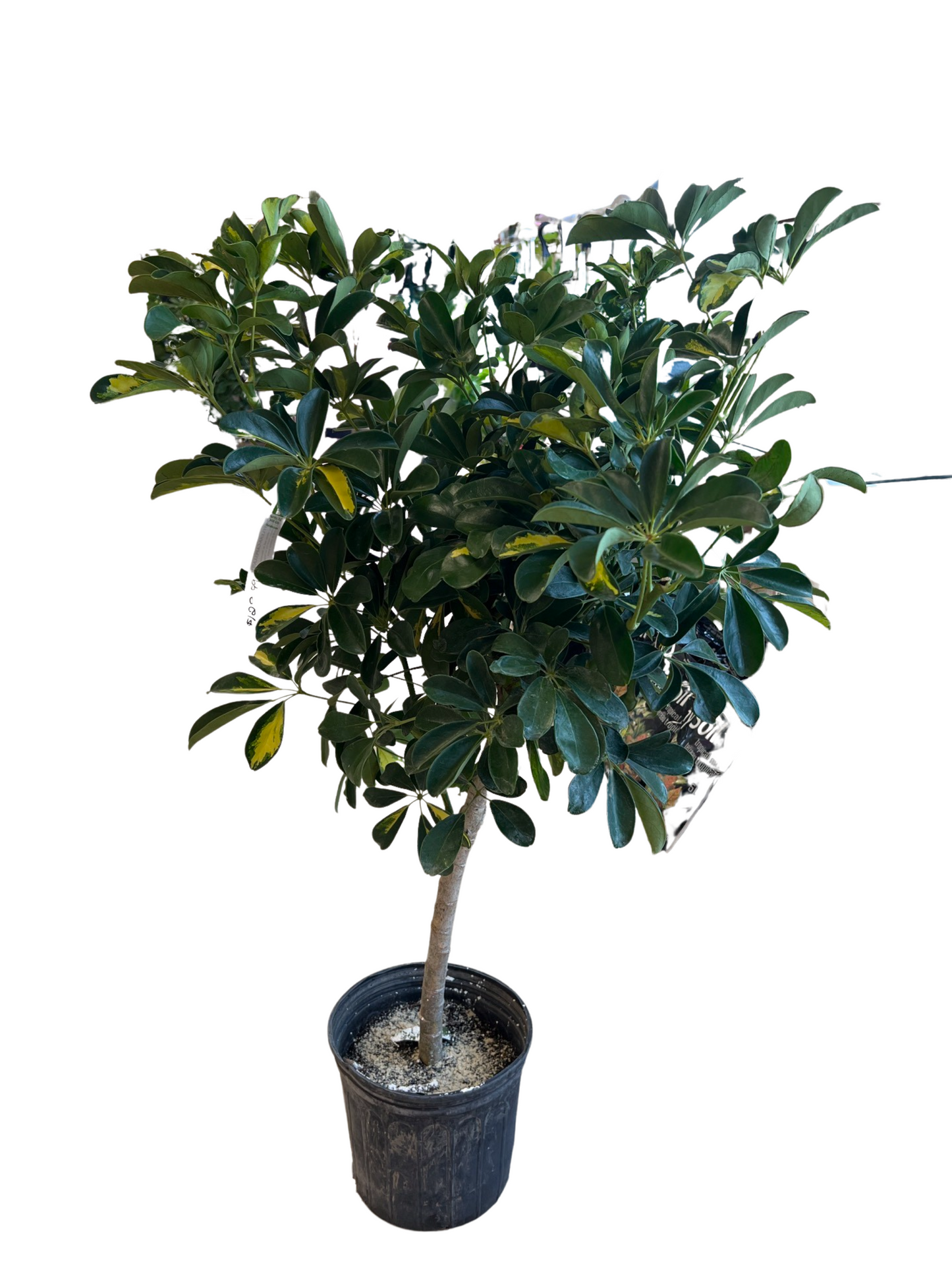 Schefflera Tree (Umbrella Tree) - 3 Gallon, 4' tall