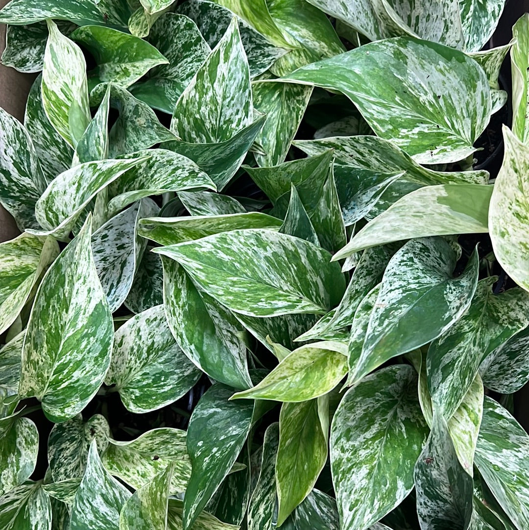 Marble Queen Pothos - Various sizes