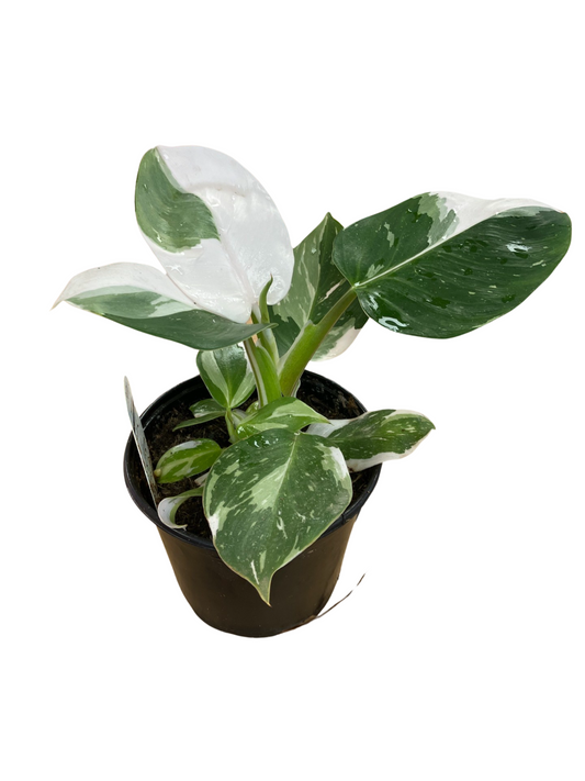 Philodendron White Wizard 6"