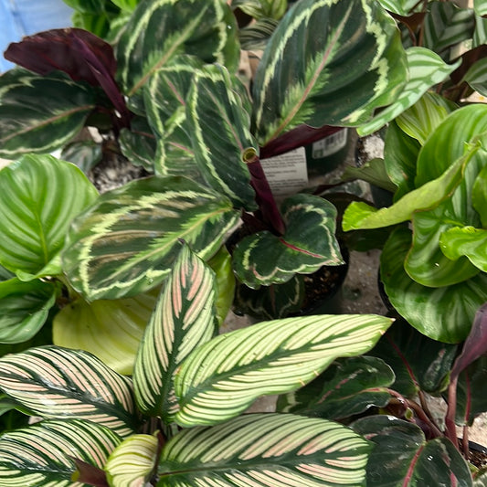 Calathea Assorted