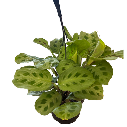 Prayer Plant Hanging Basket 6"