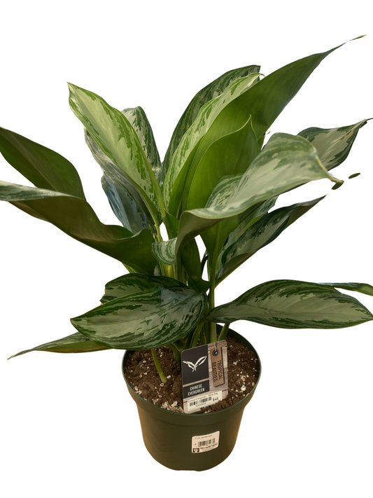 Chinese Evergreen - Silver Bay - Large Plant - 8" pot