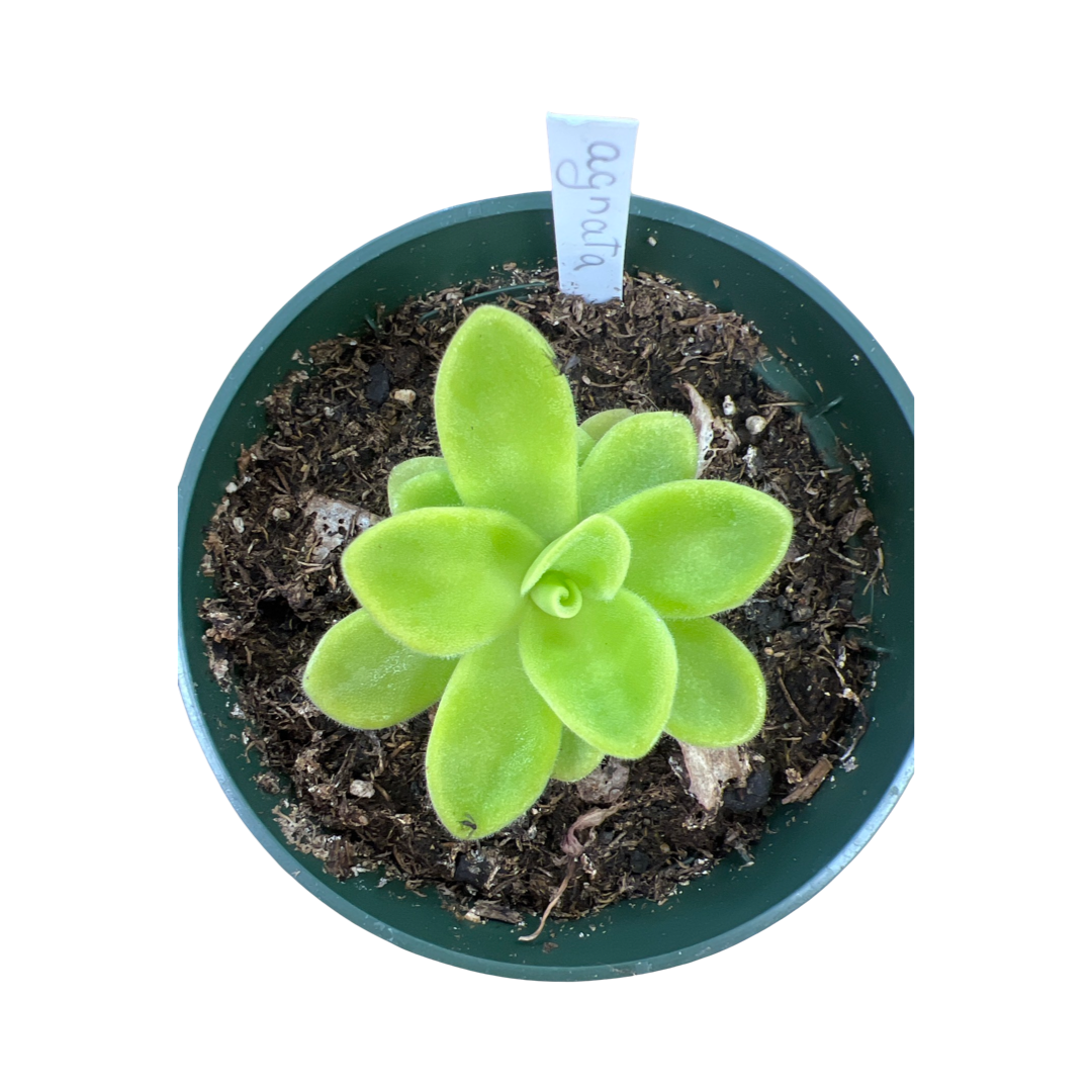 Pinguicula (Butterworts) - Carniverous Plants