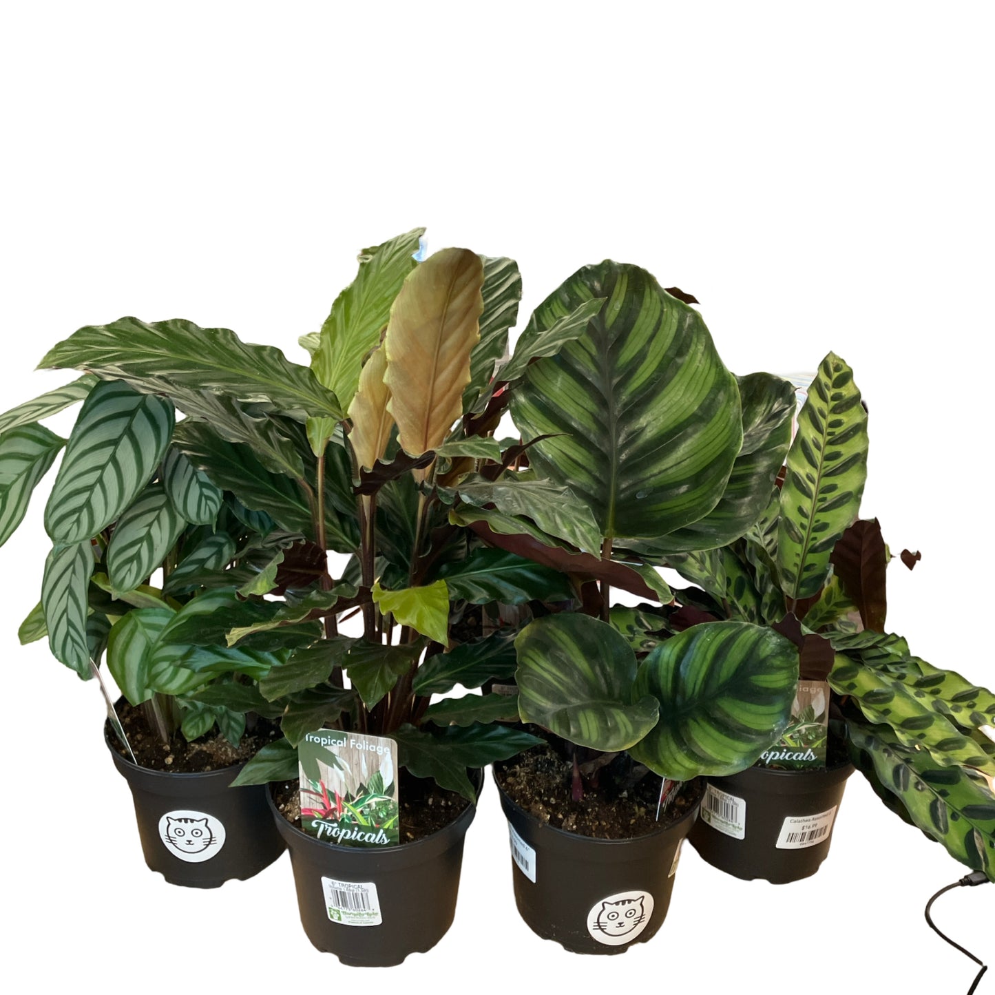 Calathea Assorted