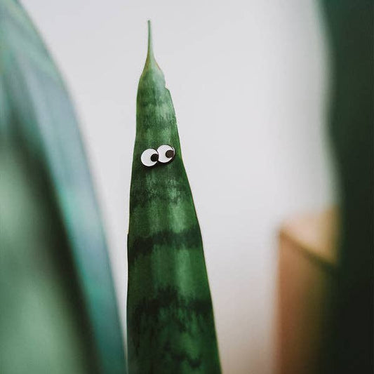 Eufolia - Googly Magnetic Plant Eyes