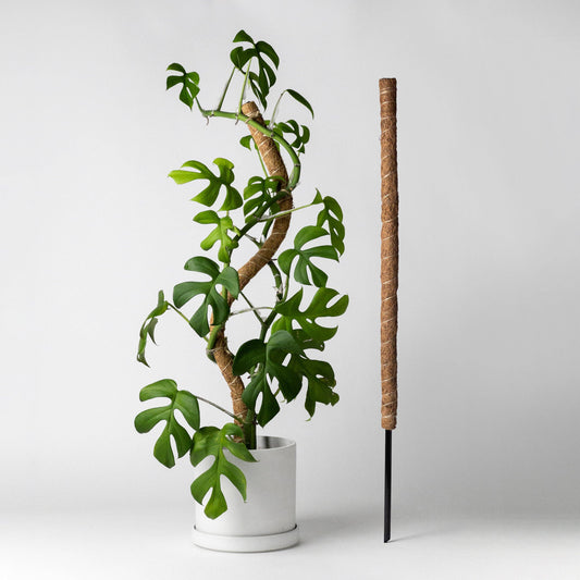 Kanso - 32" Bend & Stackable Coco Coir Pole for Plant Support