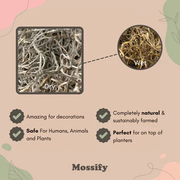 Mossify Premium Natural Sphagnum Moss