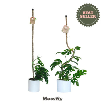 Mossify Bendable Coir Pole