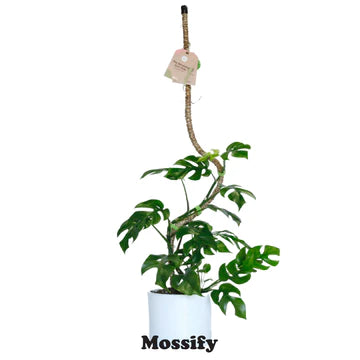 Mossify Bendable Coir Pole