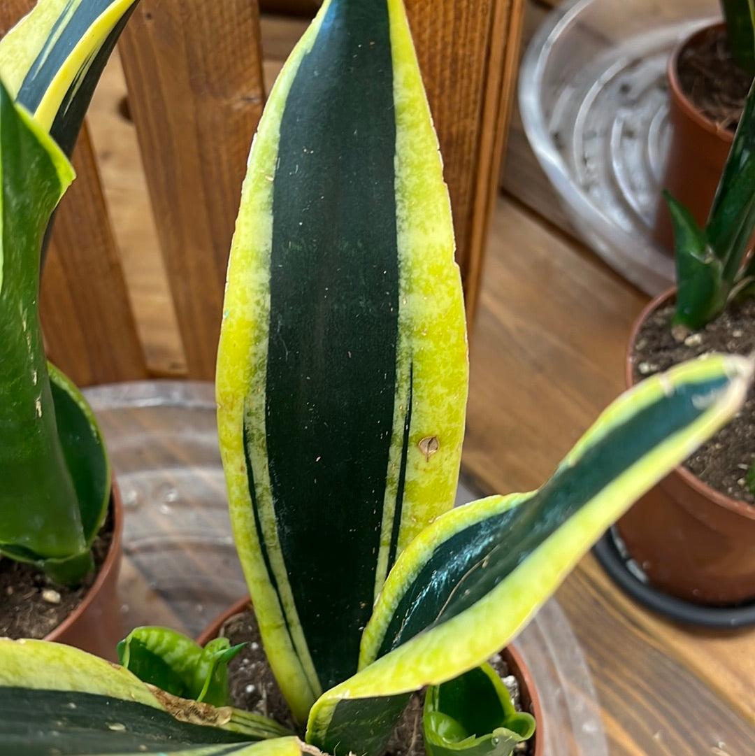 Snake Plant 4” Variety