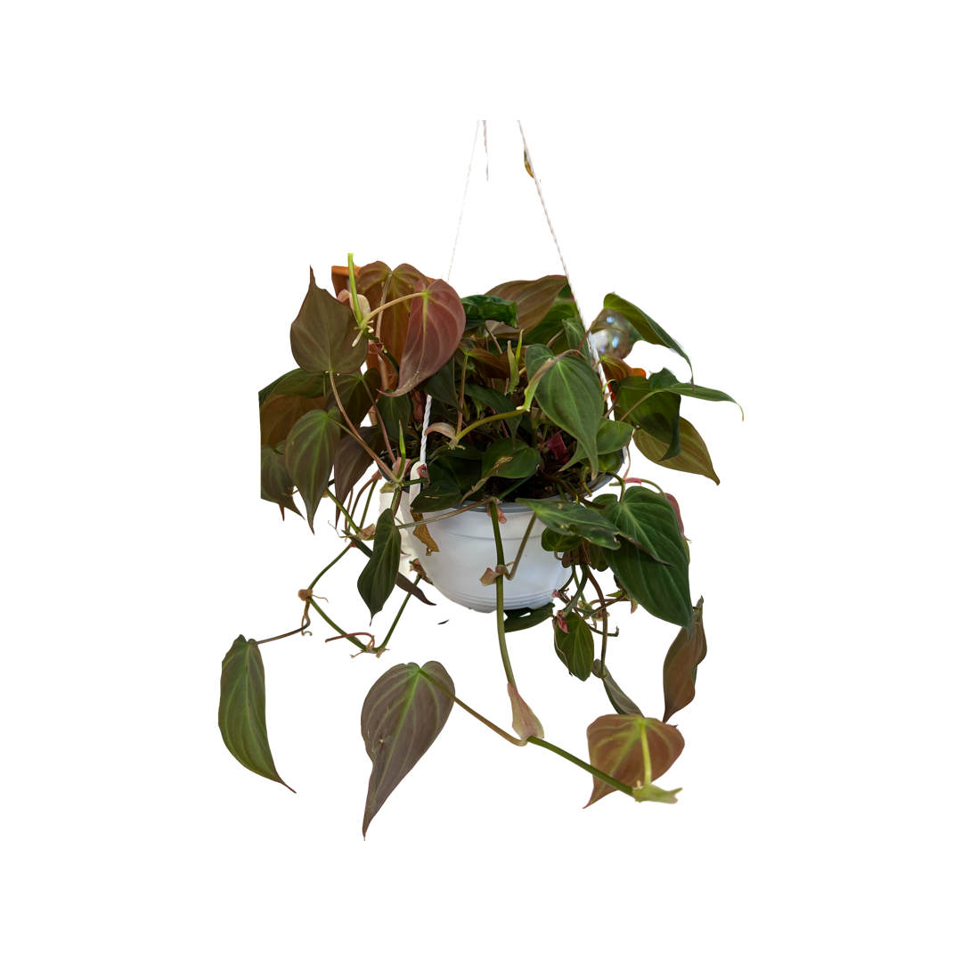Philodendron Micans Hanging Basket