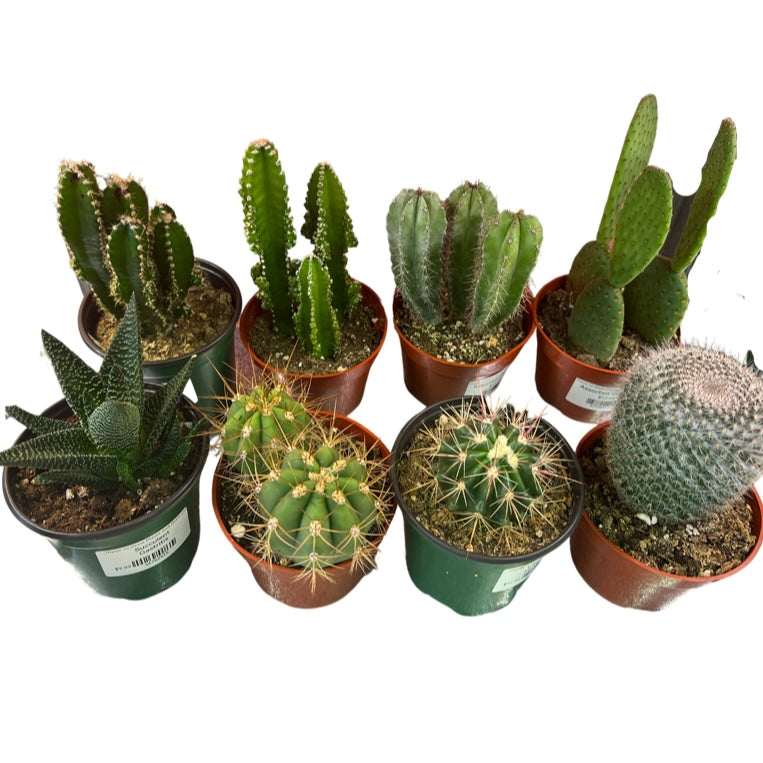 Cacti 4” Pot Variety
