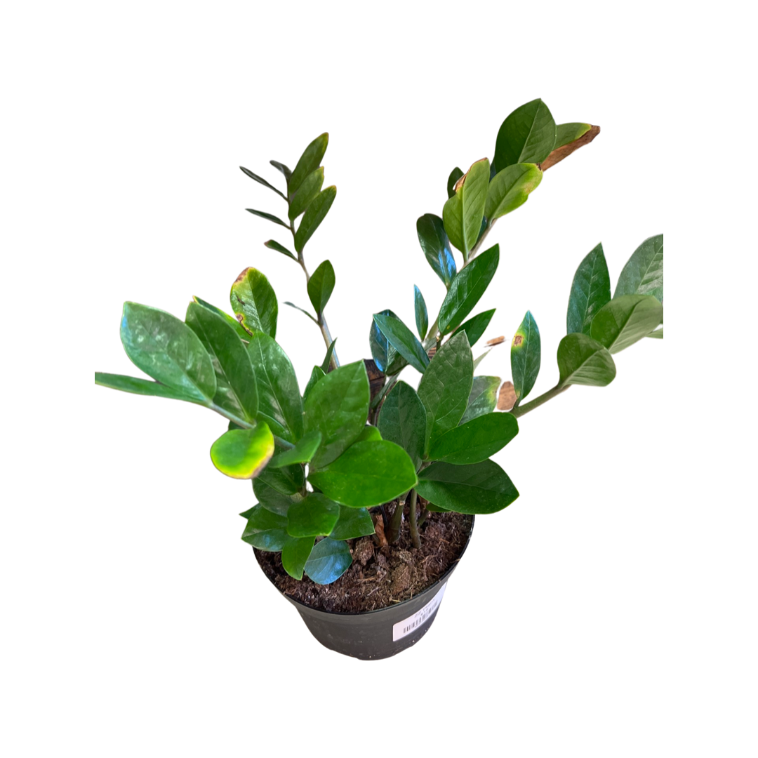 Zamioculcas Green (ZZ plant) - Various Sizes