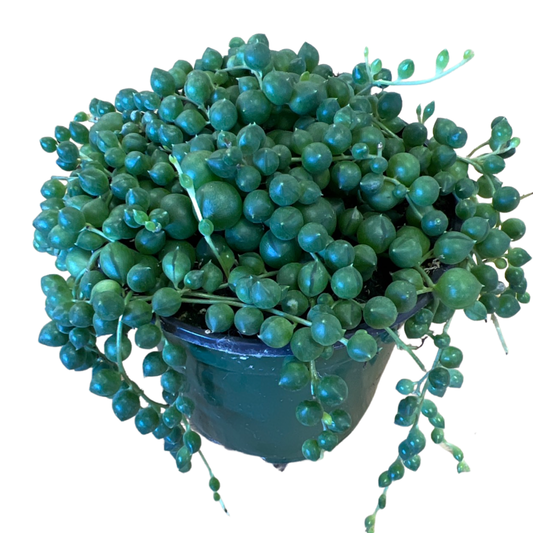 String of Pearls - Green - 4"