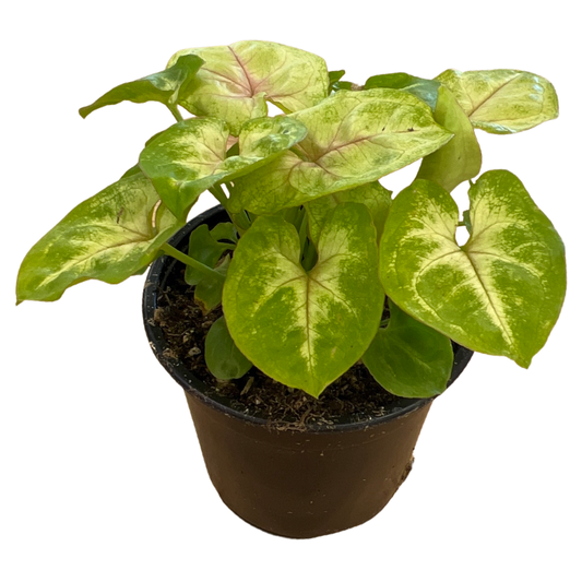 Syngonium Golden Alussion White 4"