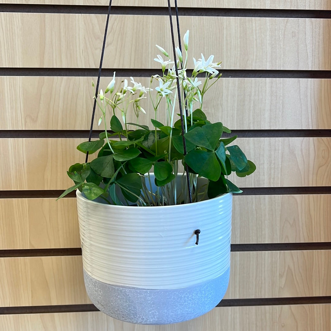Aleida 6” Hanging Ceramic Pot