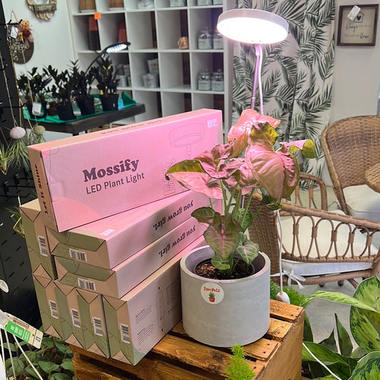 Mossify LED Plant Light